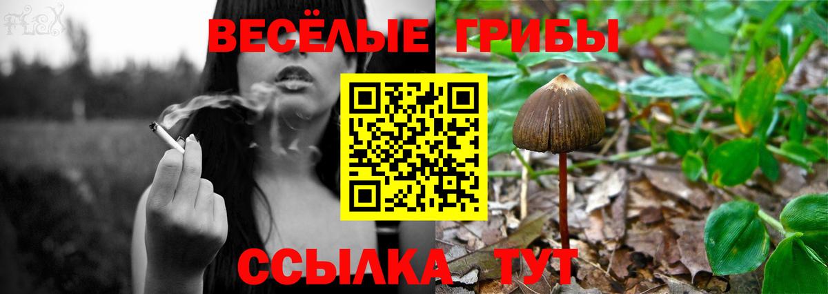 Псилоцибиновые грибы Psilocybe  купить наркотик  Торжок  Вход с VPN 
